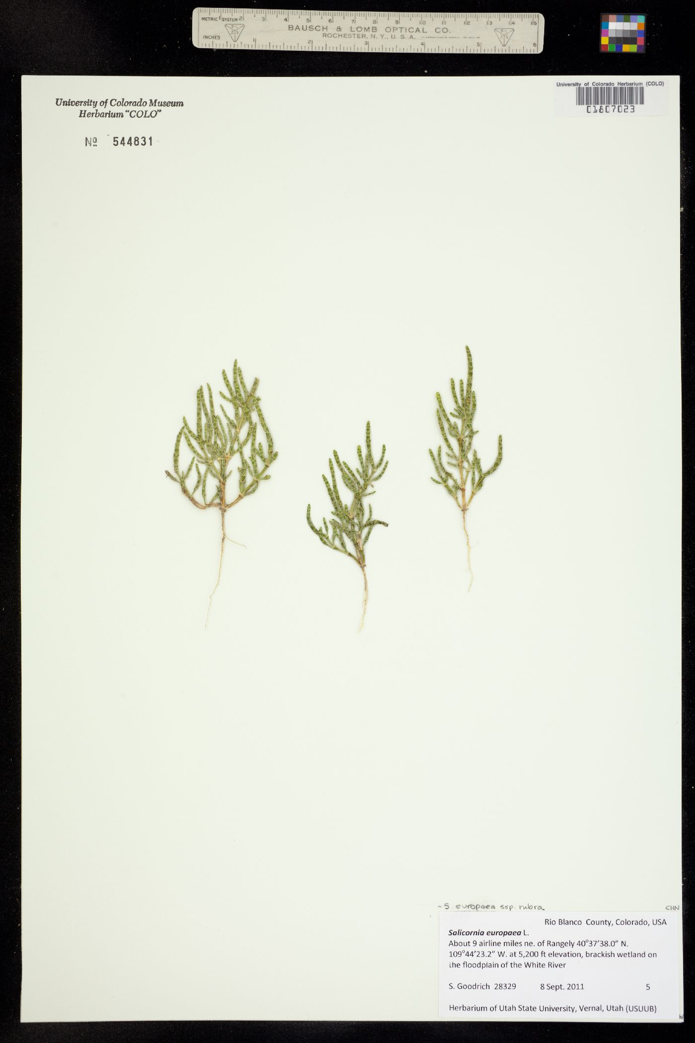 Salicornia rubra image