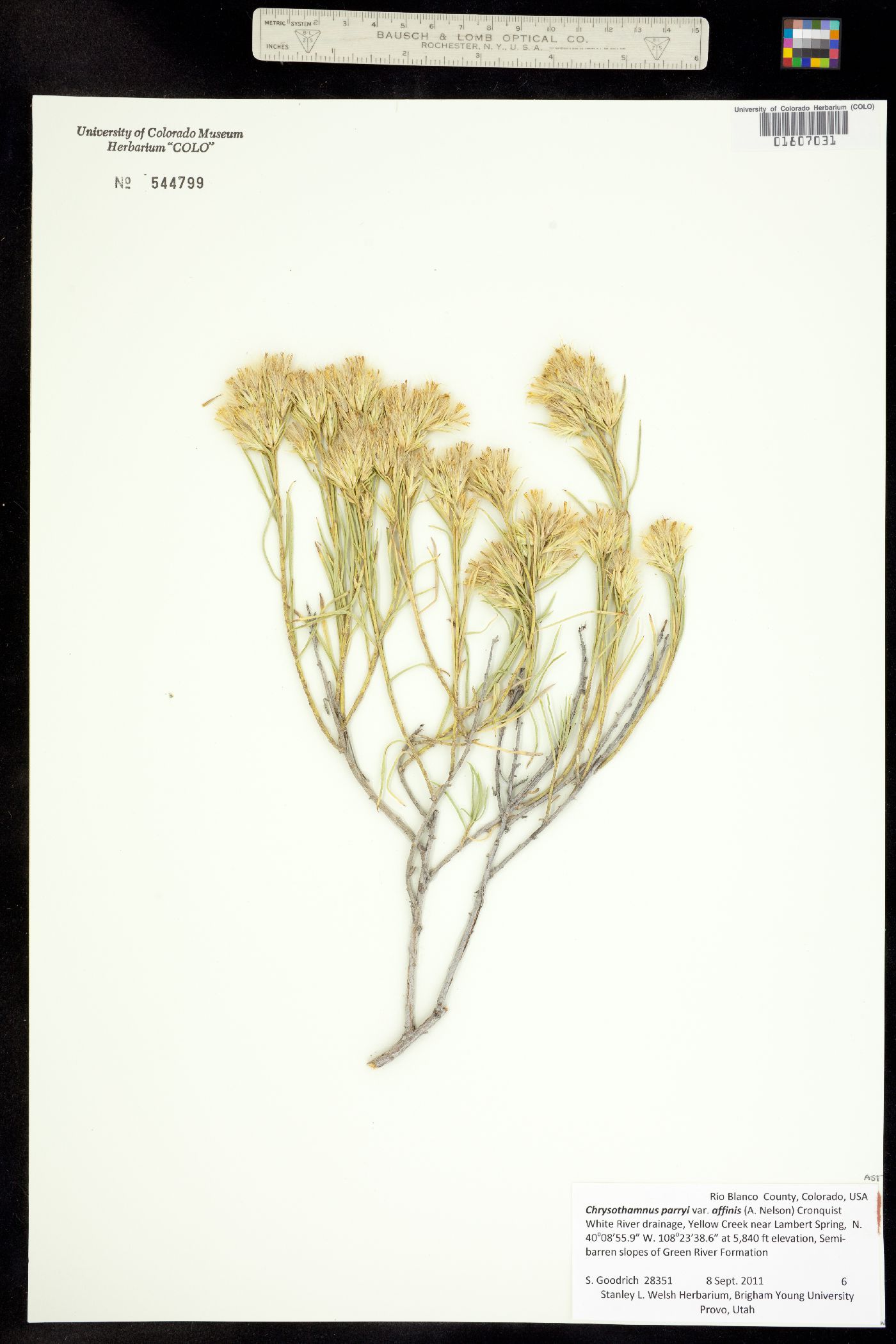 Chrysothamnus parryi ssp. affinis image