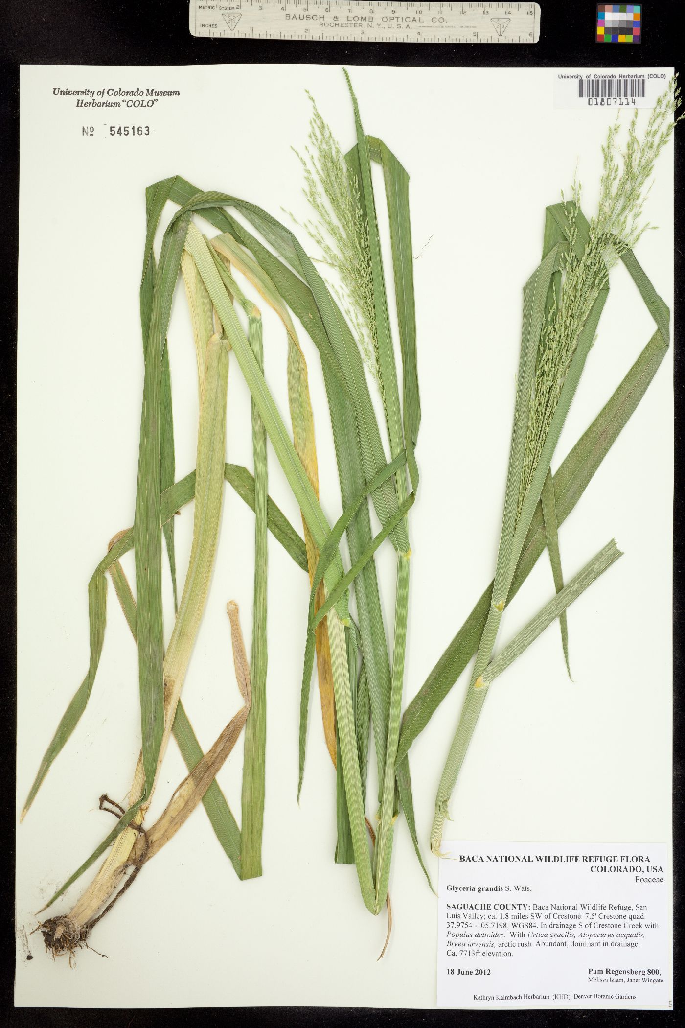 Glyceria grandis image
