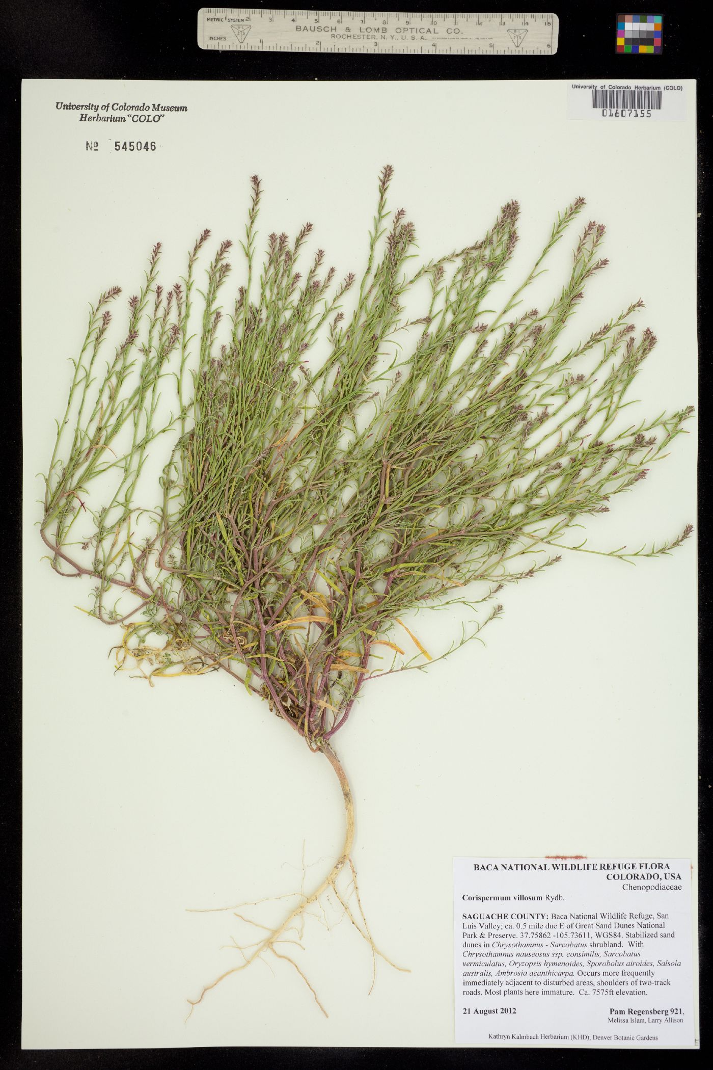 Corispermum villosum image