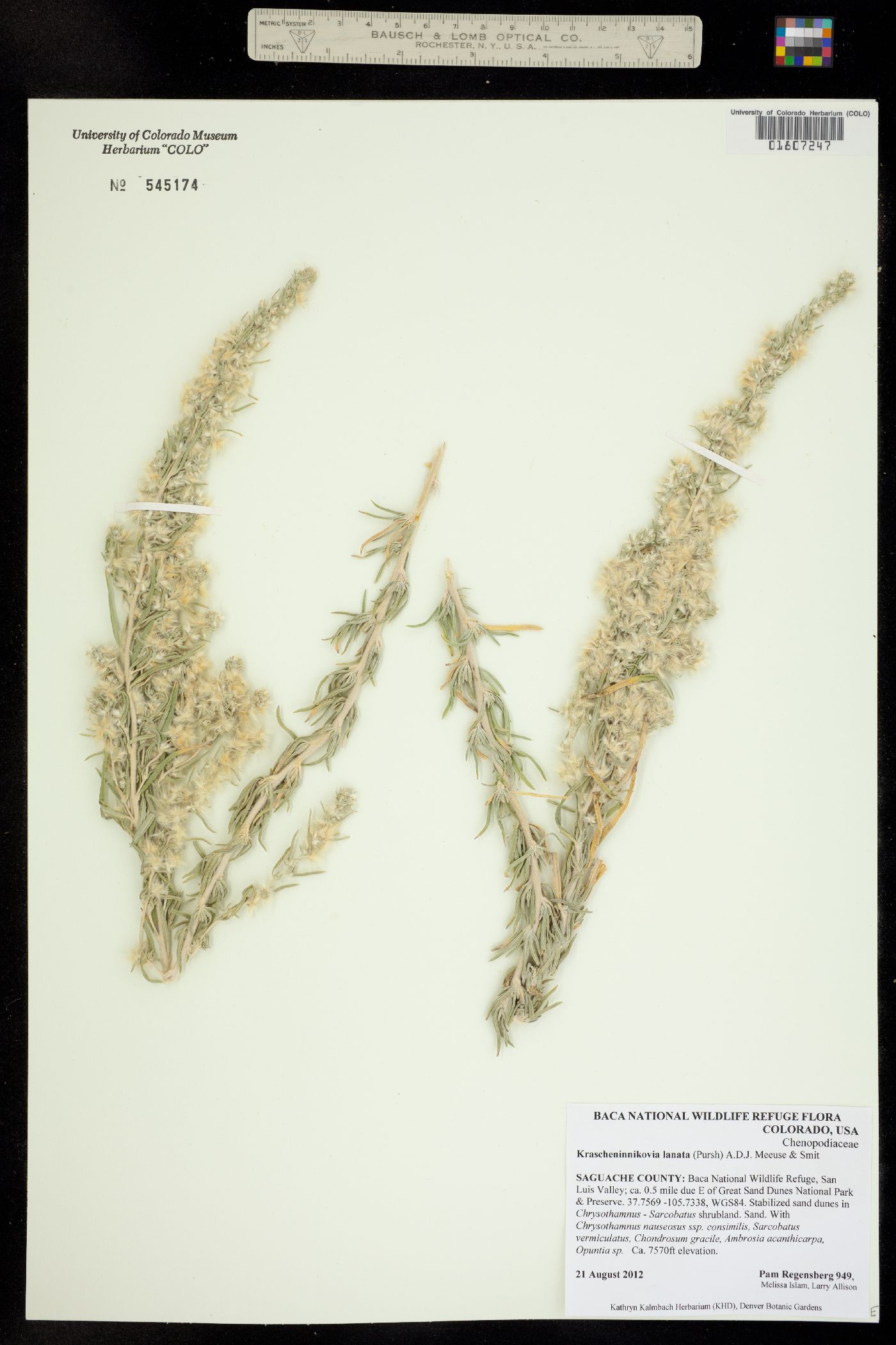 Krascheninnikovia image