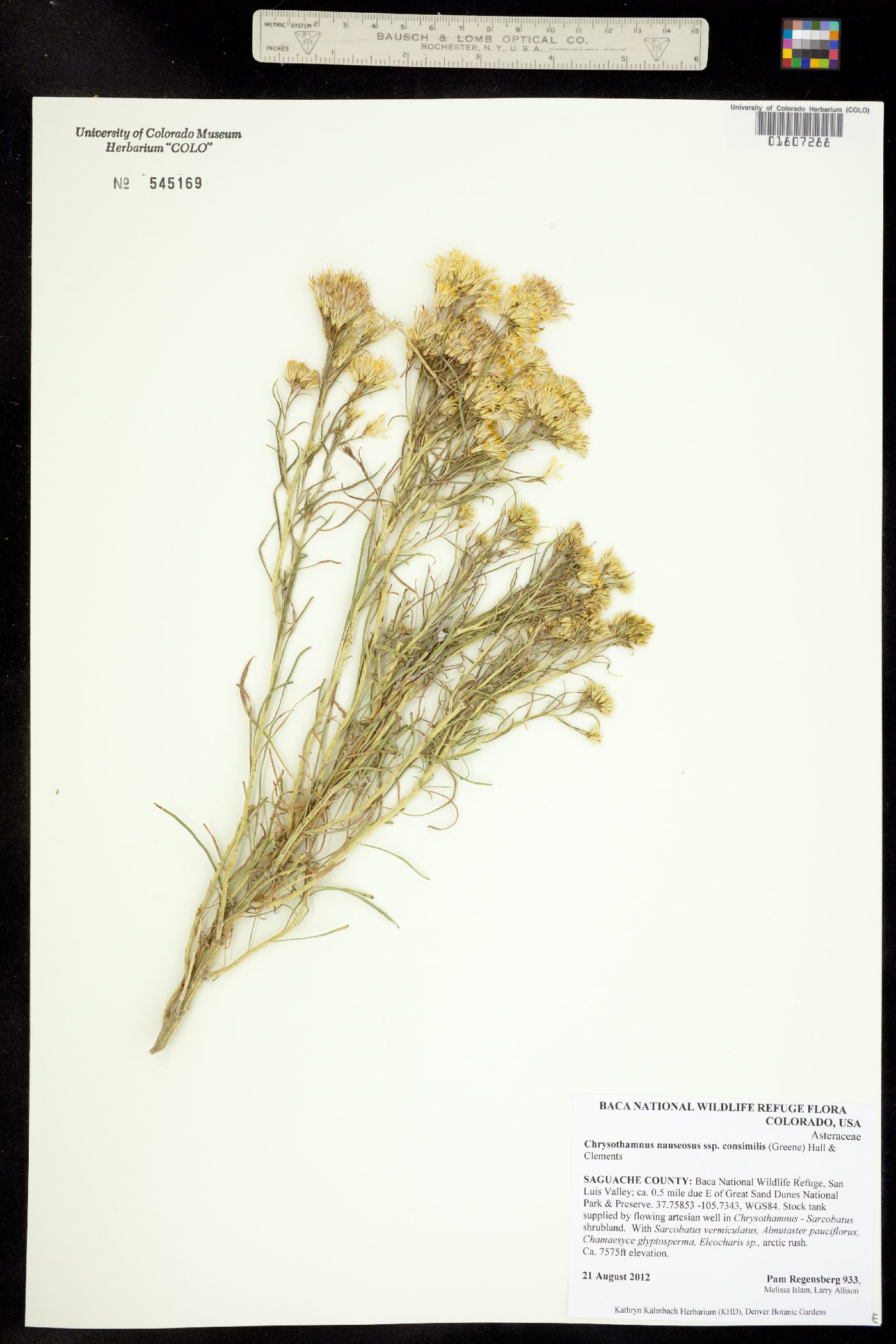 Chrysothamnus nauseosus ssp. consimilis image