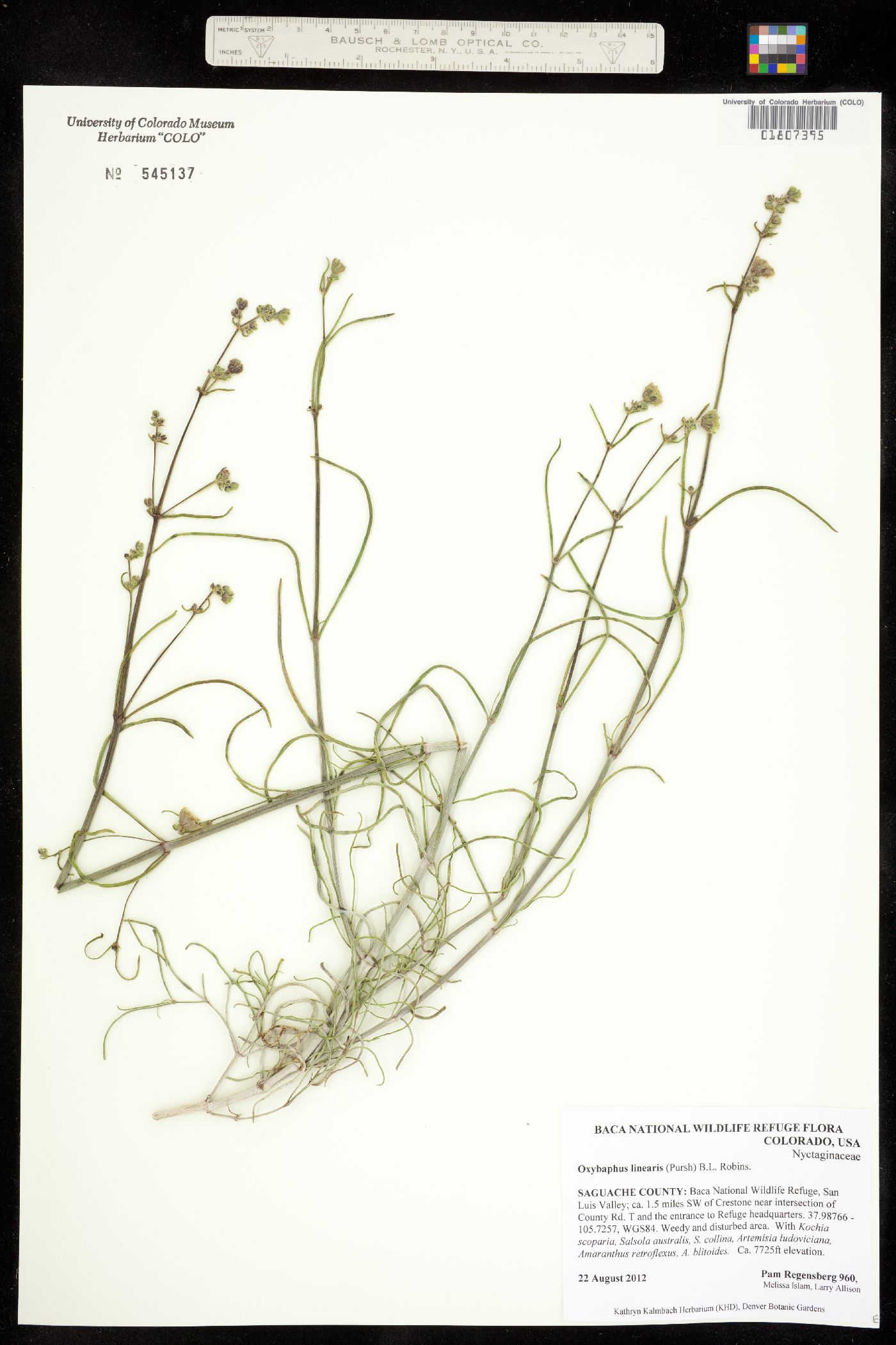 Mirabilis linearis var. linearis image