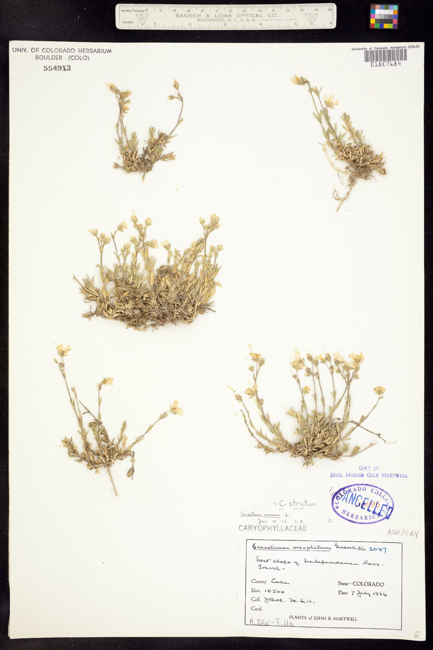 Cerastium strictum image