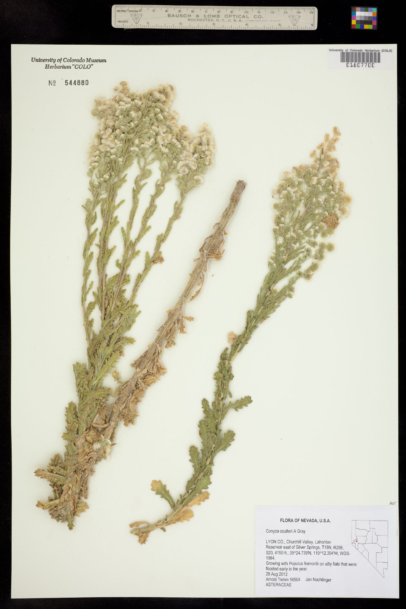 Conyza coulteri image