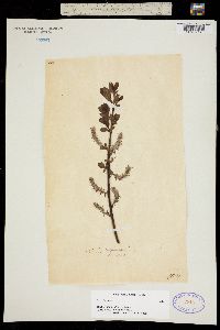 Image of Salix bicolor