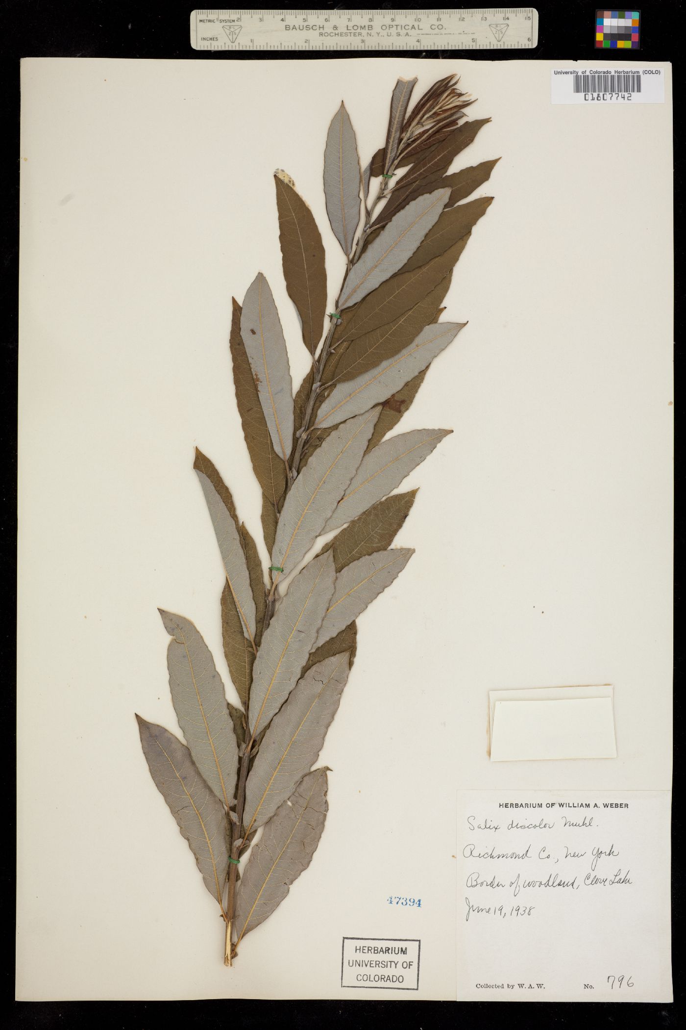 Salix image