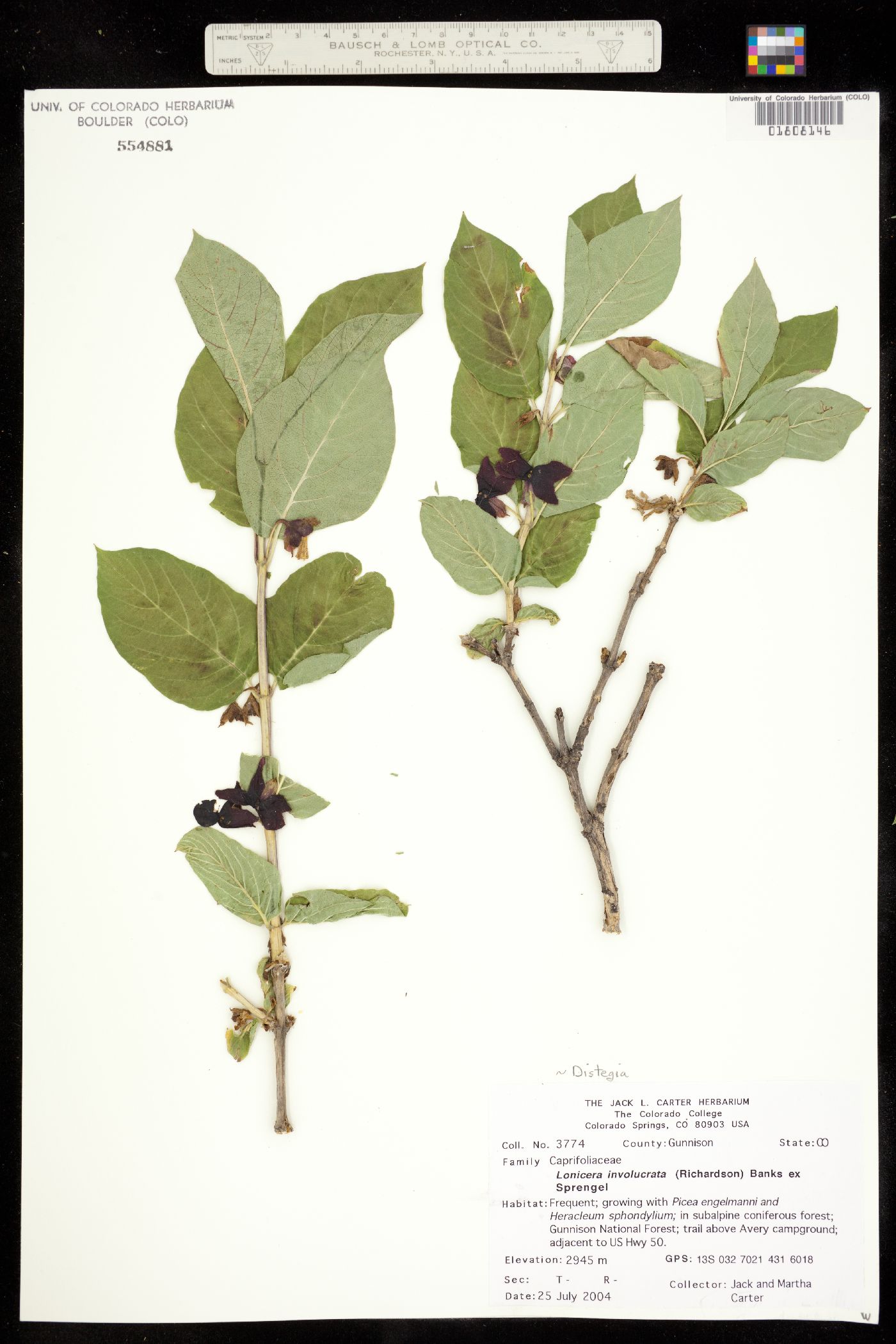 Lonicera involucrata image