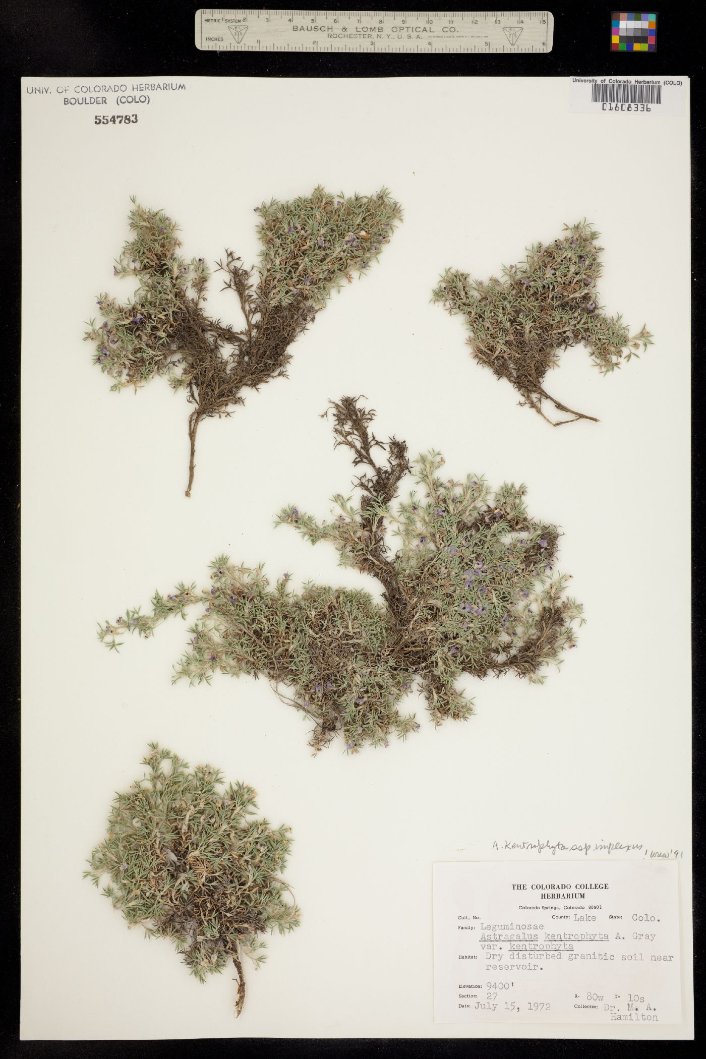 Astragalus kentrophyta var. tegetarius image