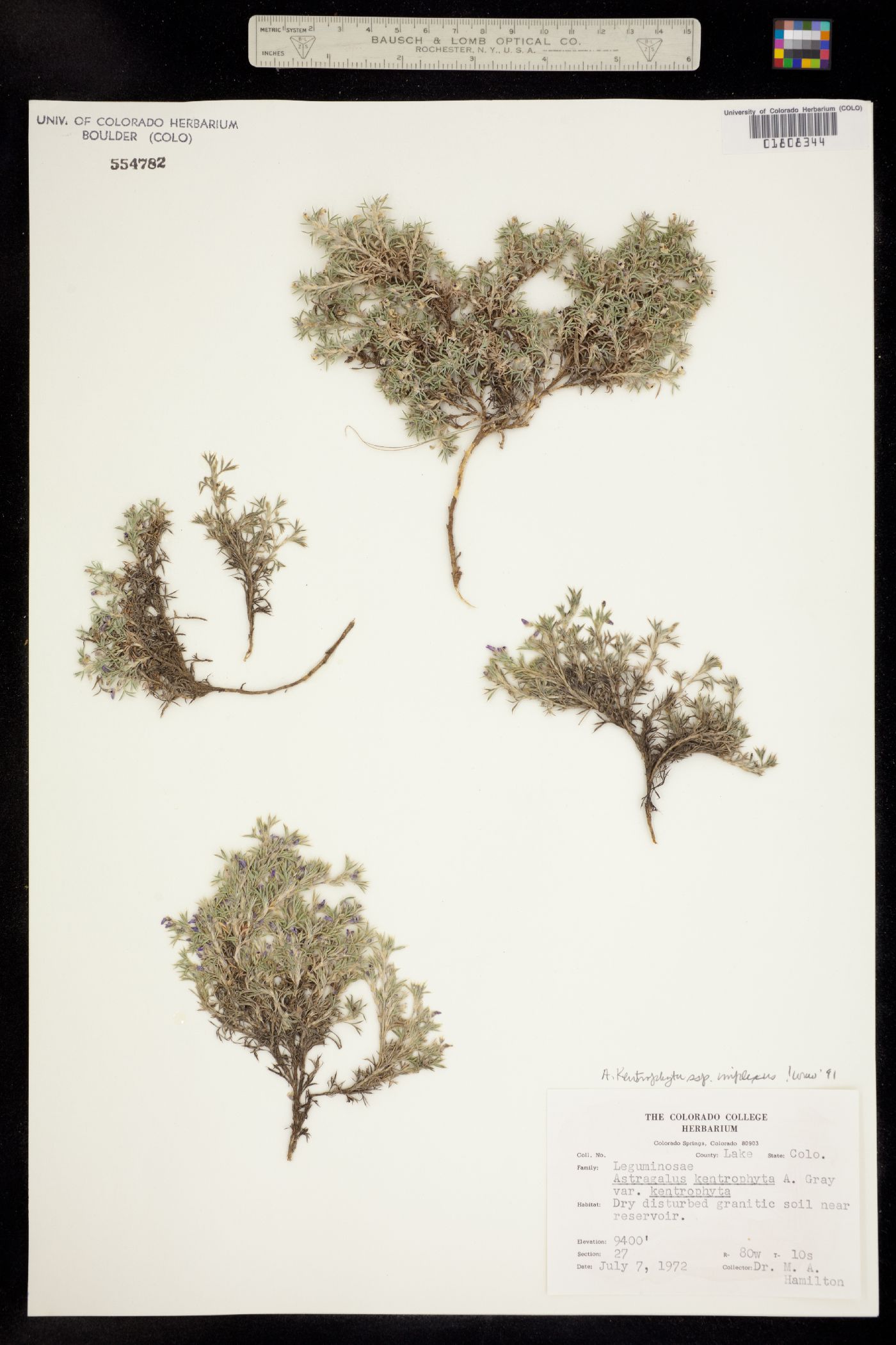 Astragalus kentrophyta var. tegetarius image