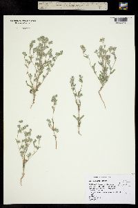Image of Lagophylla ramosissima