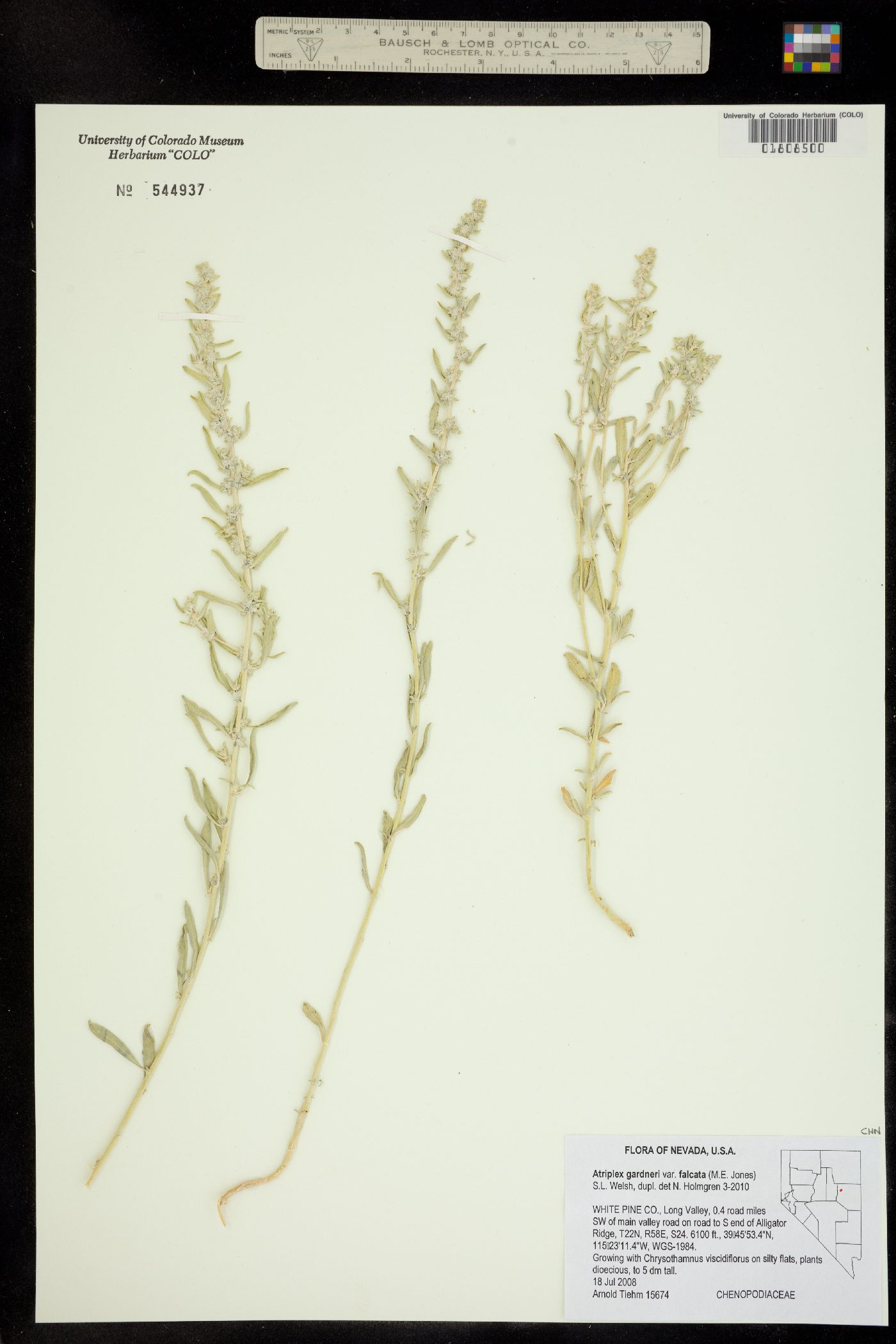 Atriplex gardneri image