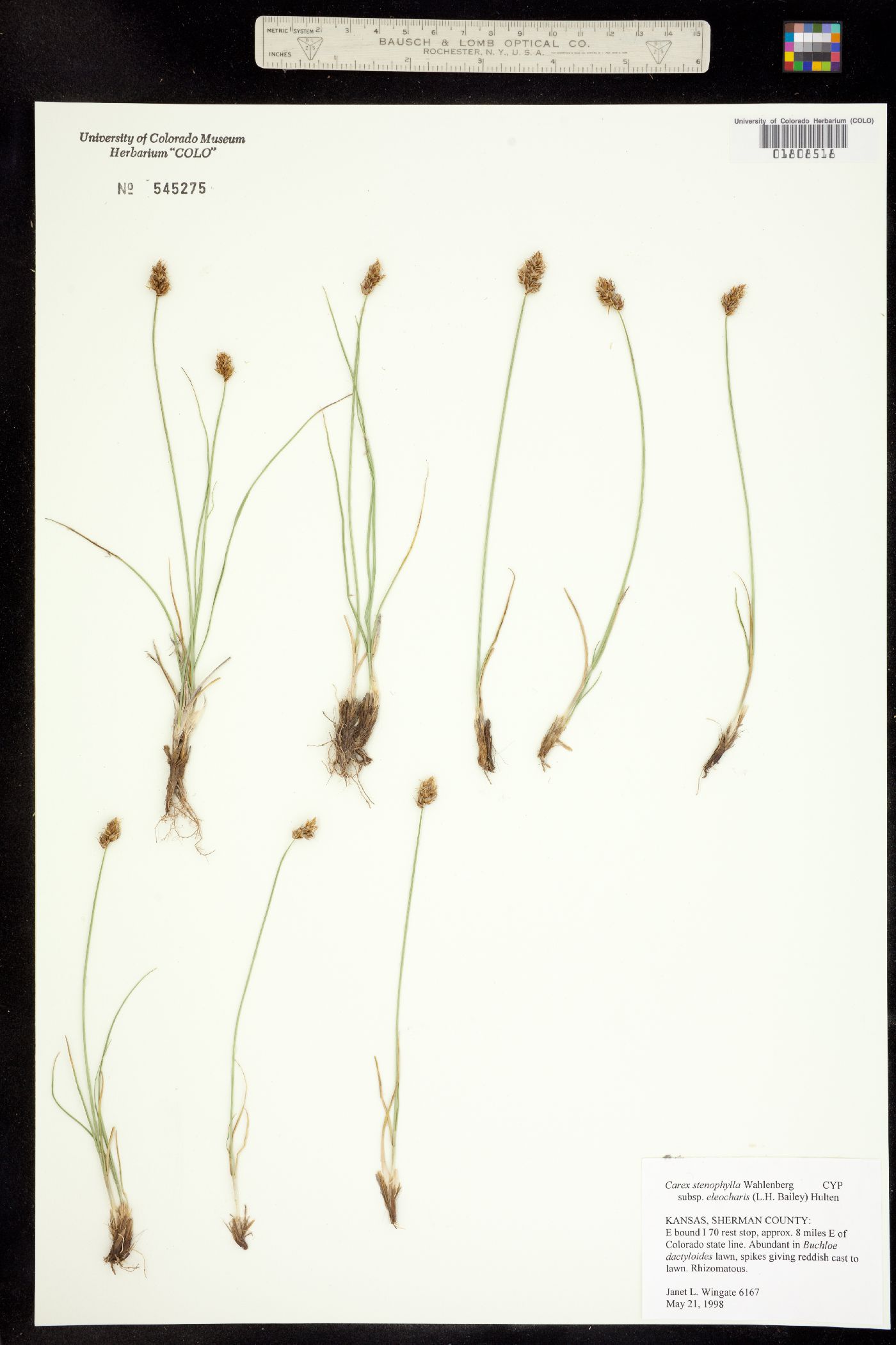 Carex duriuscula image