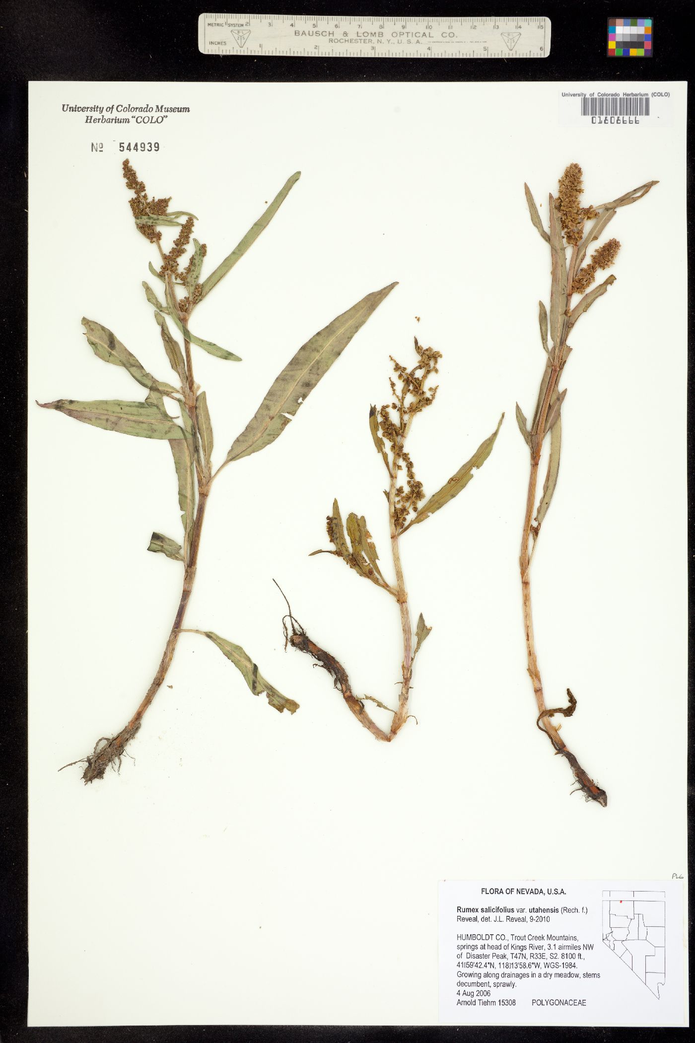 Rumex triangulivalvis image