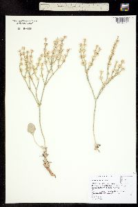 Image of Eriogonum rupinum