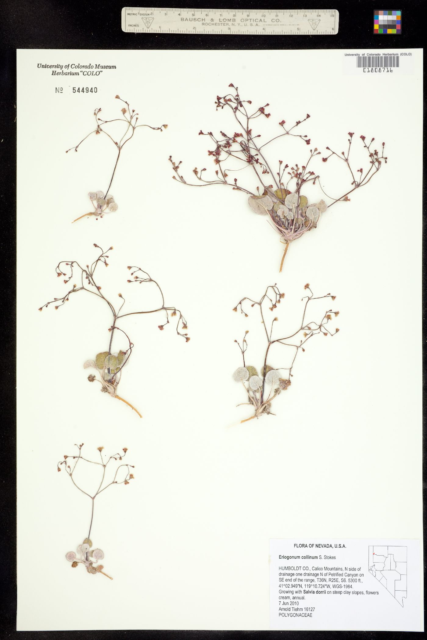 Eriogonum collinum image