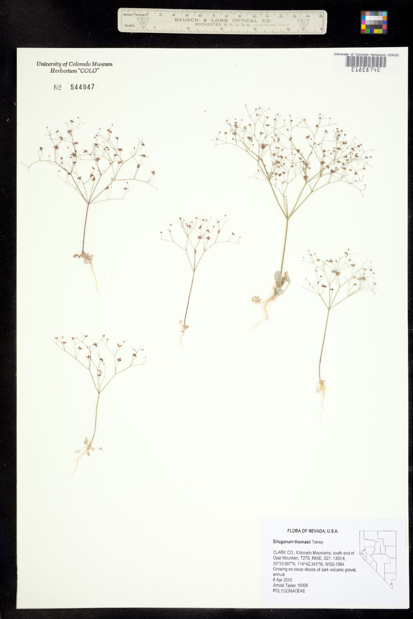Eriogonum thomasii image