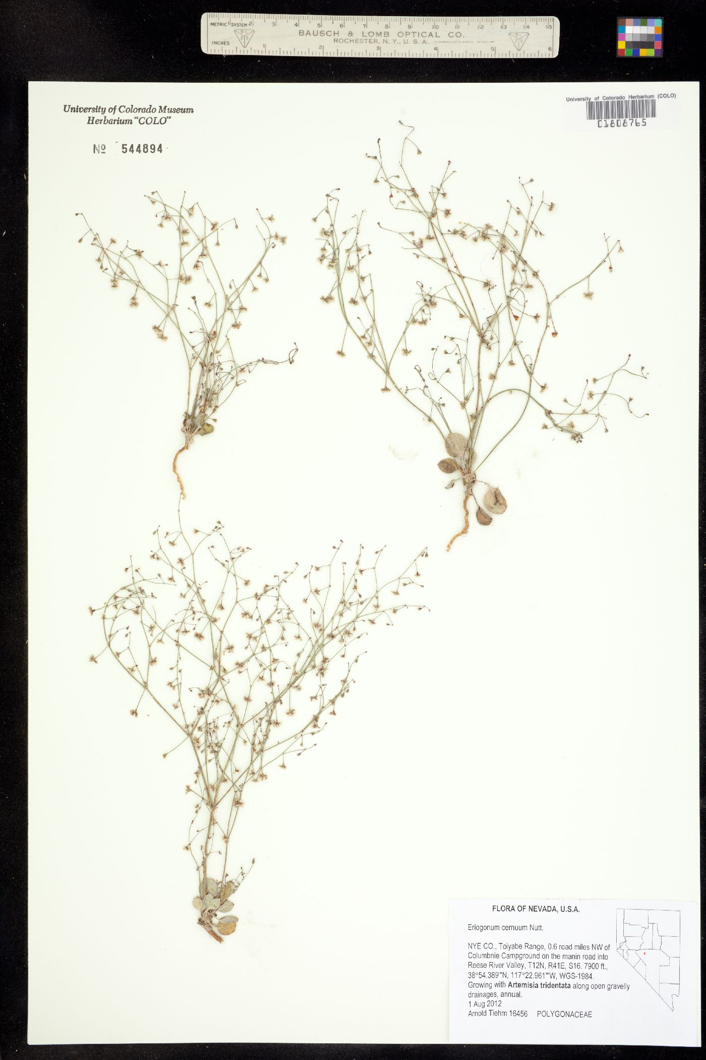 Eriogonum cernuum image