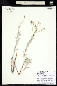 Eriogonum leptocladon image