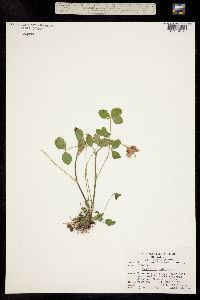 Image of Trifolium hybridum