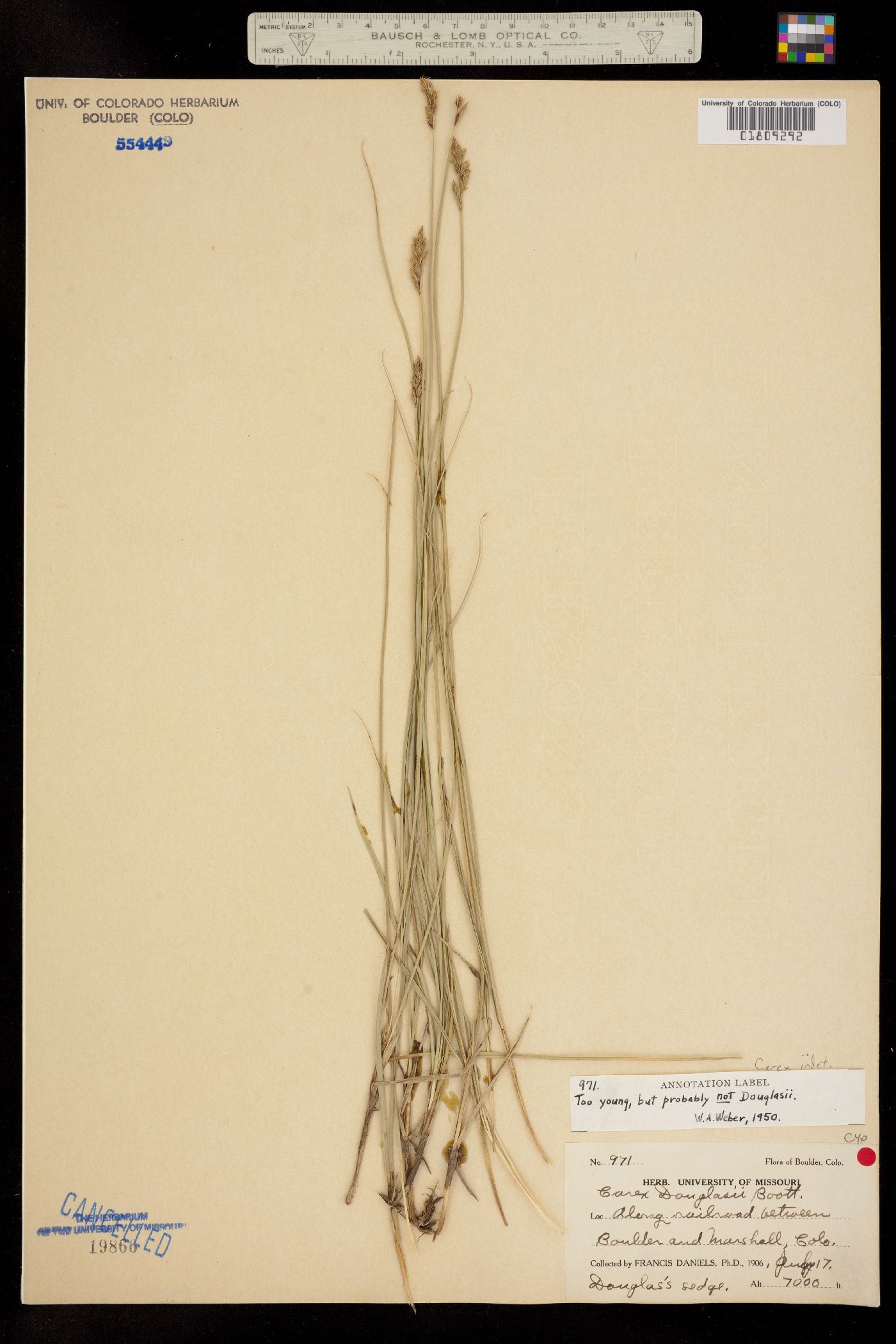 Carex indet. image