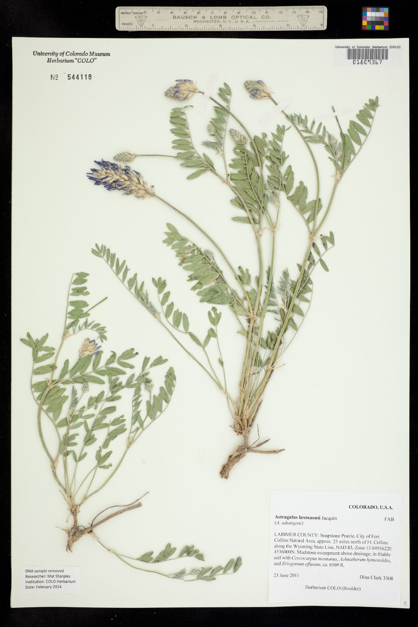 Astragalus adsurgens image