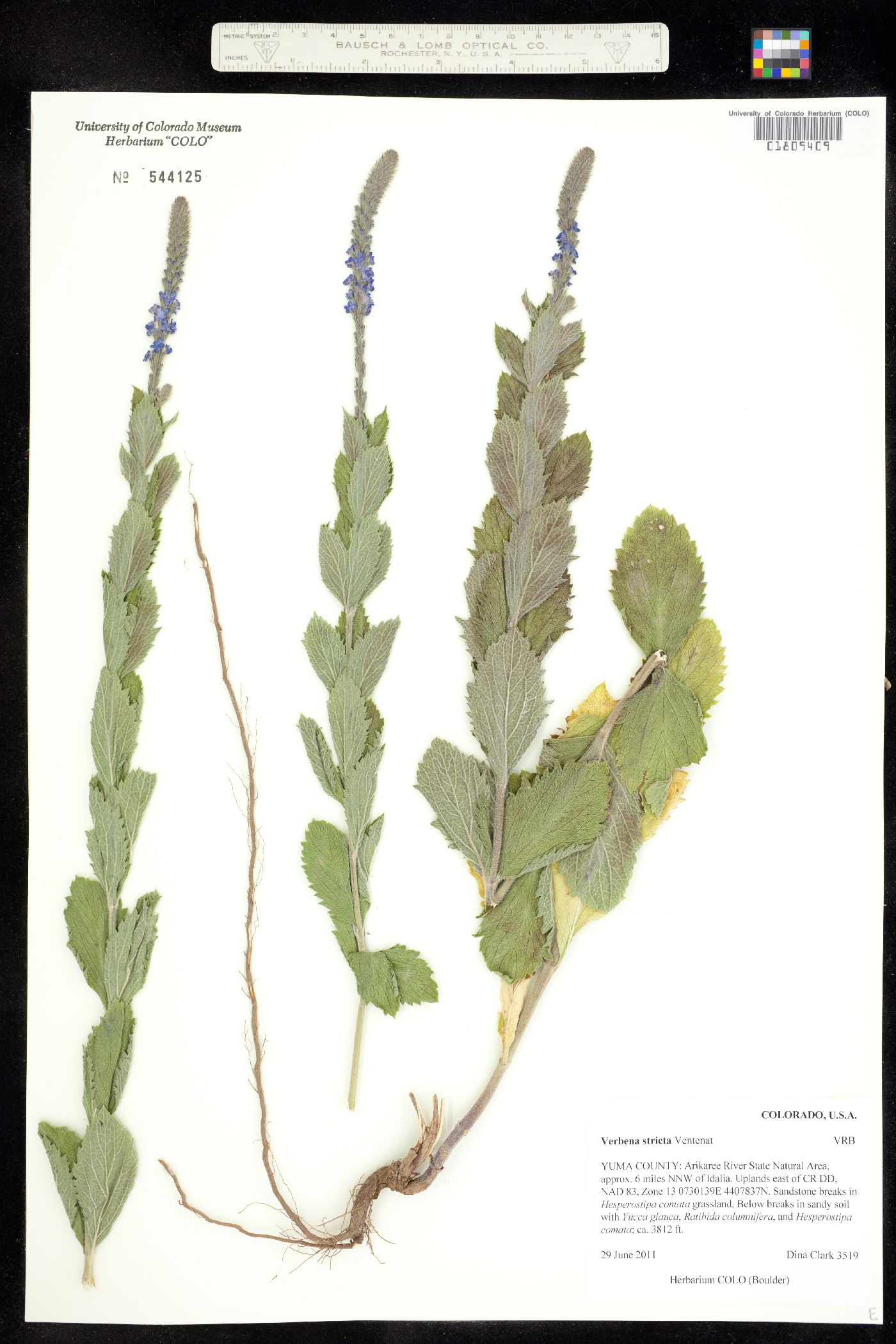 Verbena image