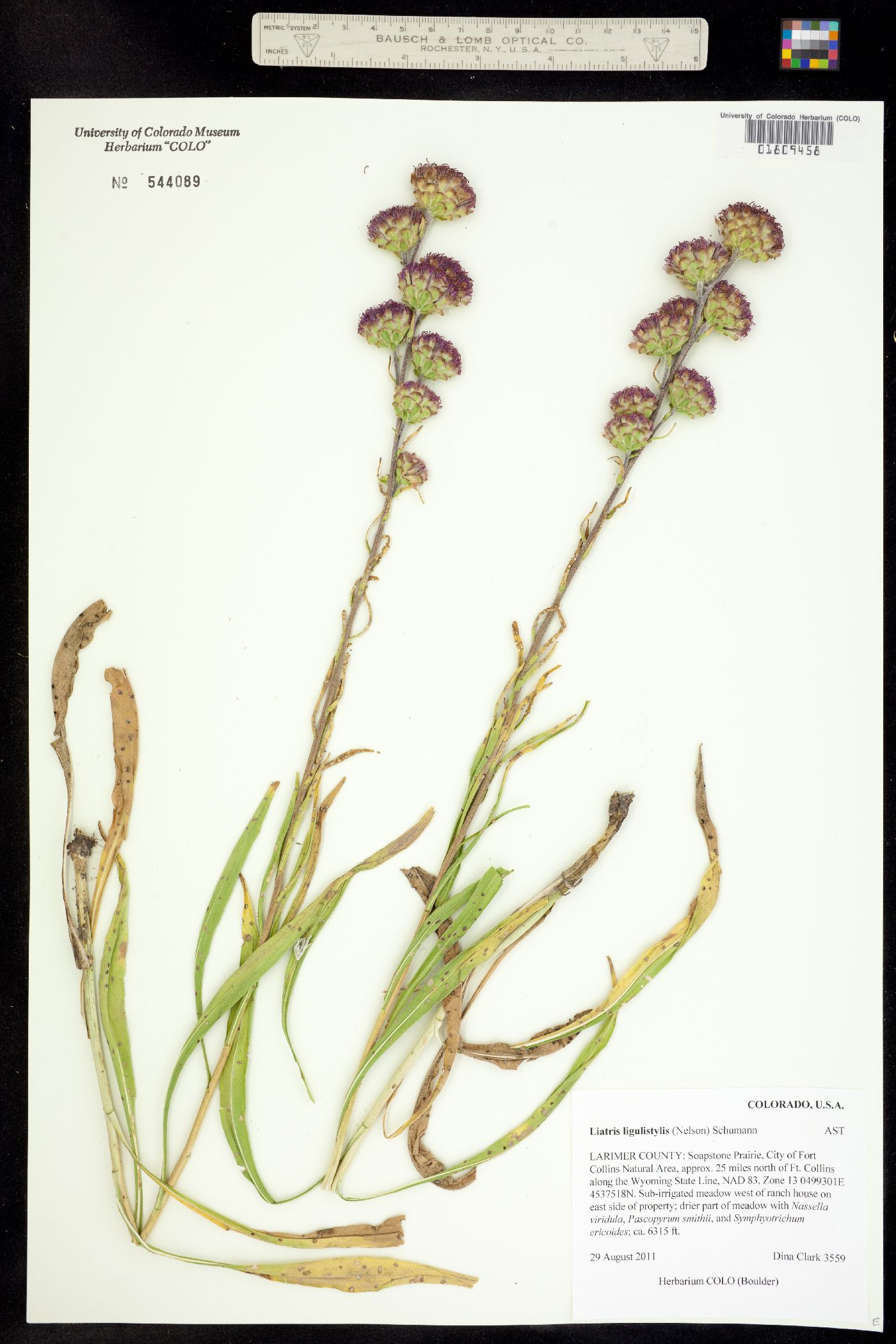 Liatris ligulistylis image