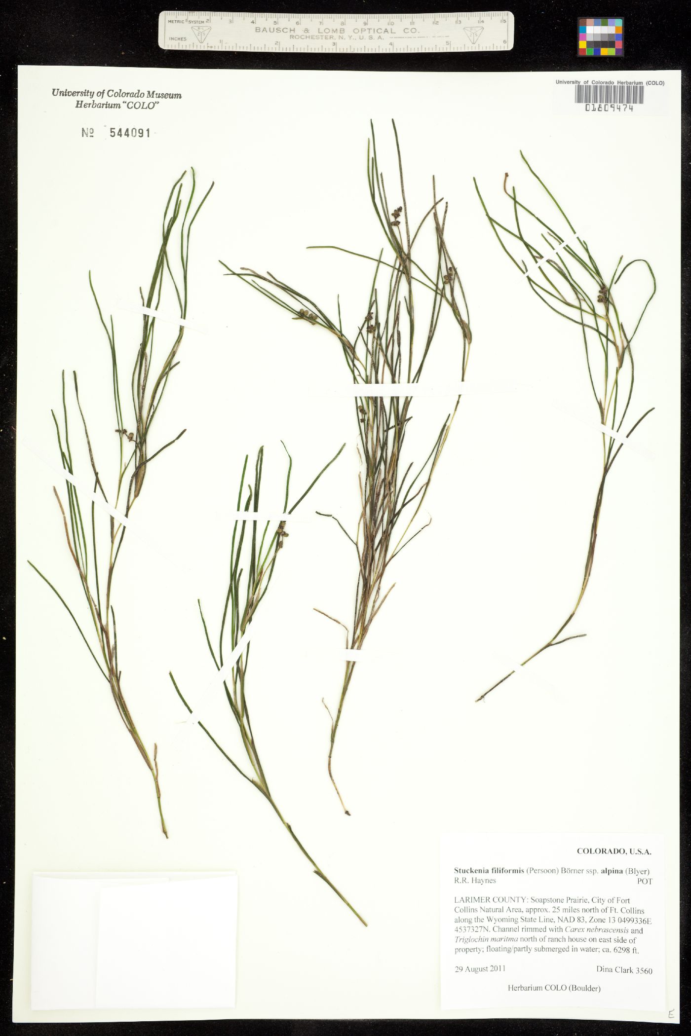 Stuckenia filiformis ssp. alpina image