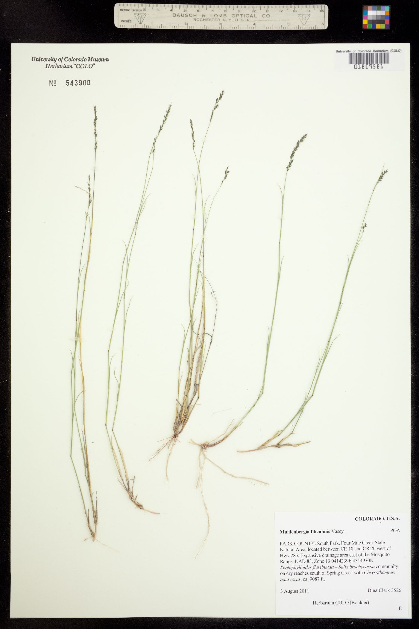 Muhlenbergia richardsonis image