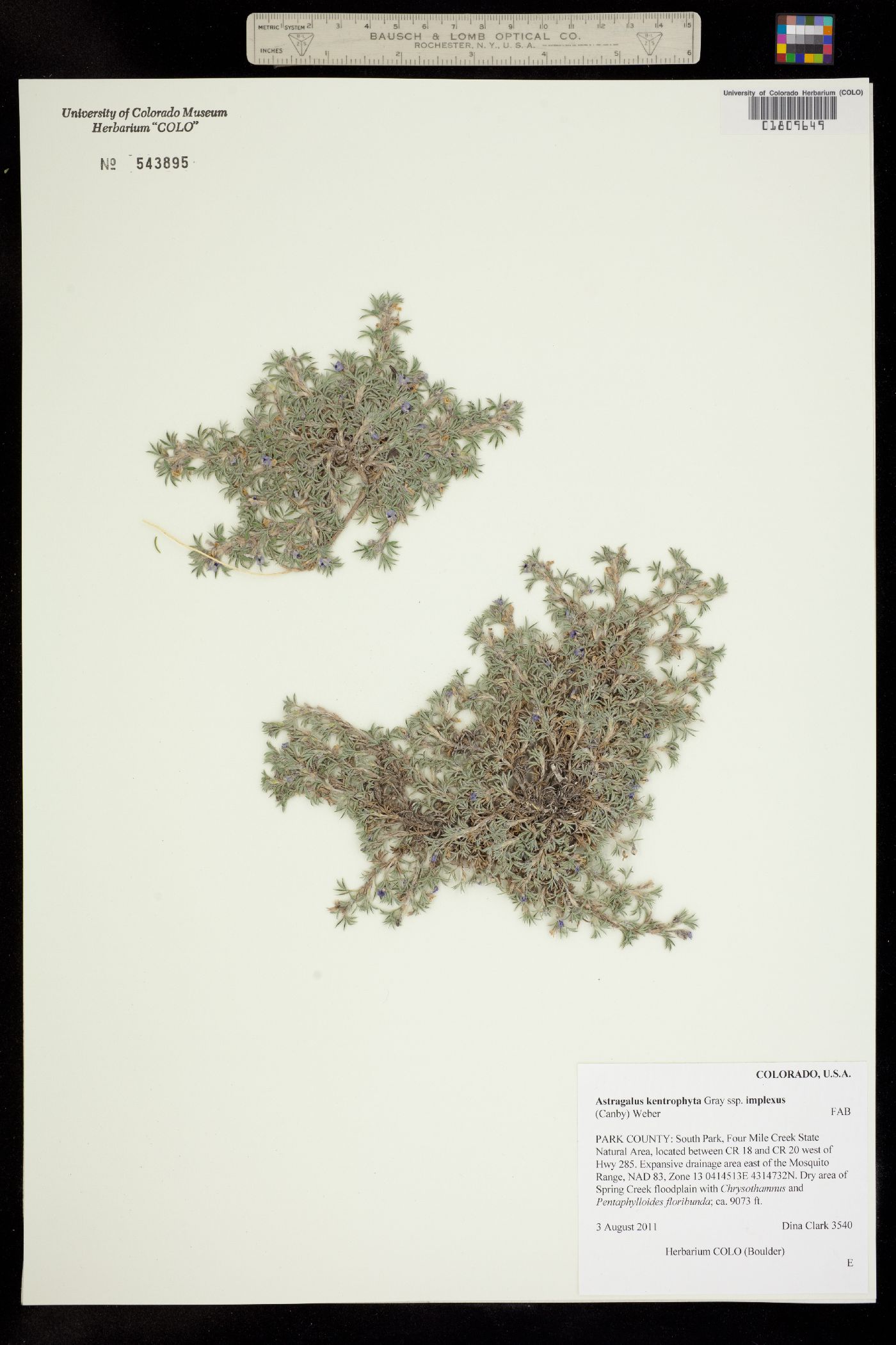 Astragalus kentrophyta var. tegetarius image