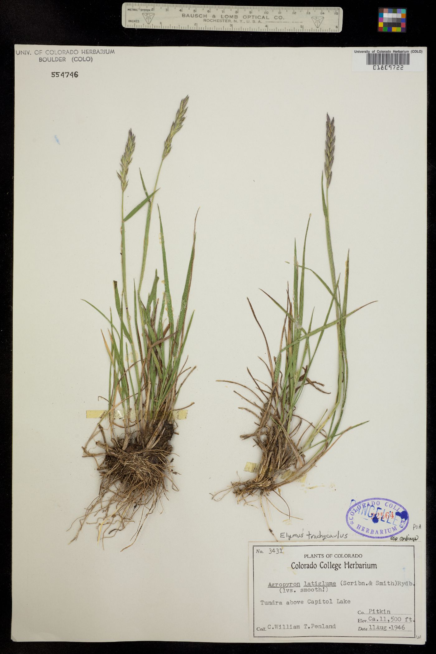 Elymus trachycaulus ssp. andinus image