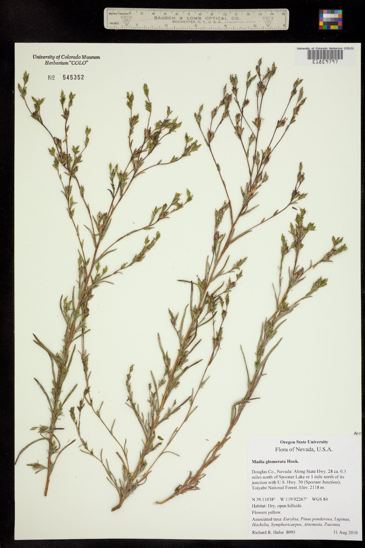 Madia glomerata image