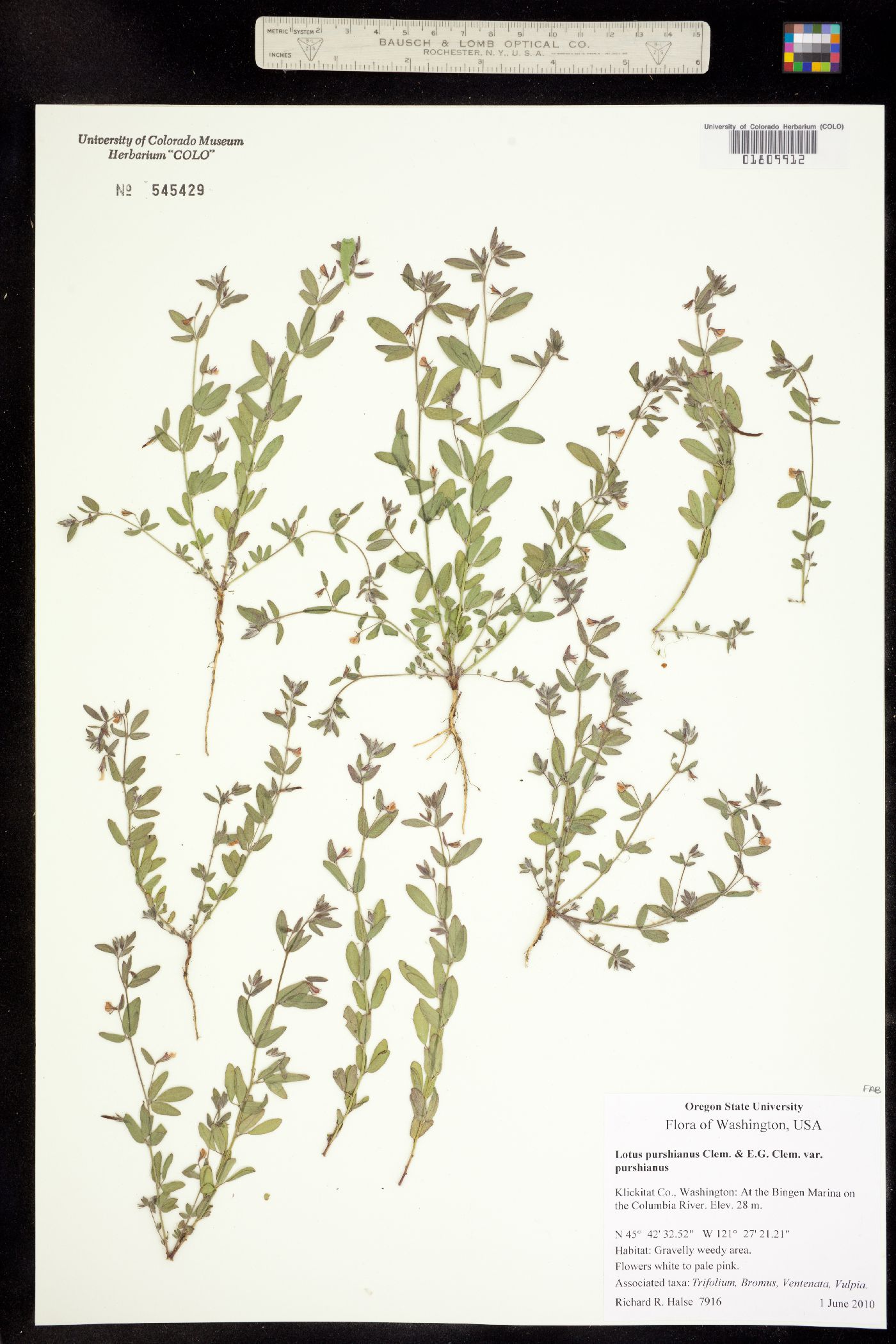 Acmispon americanus var. americanus image