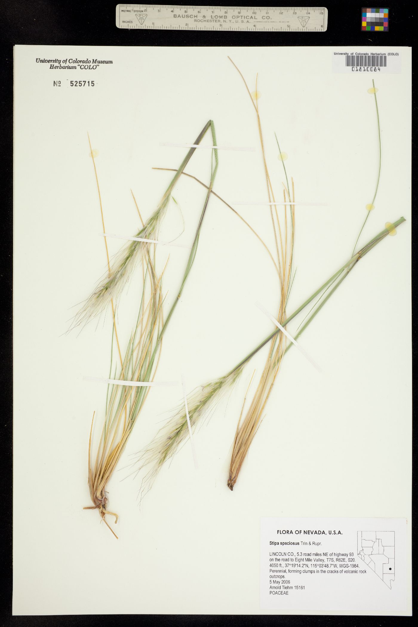 Pappostipa speciosa image