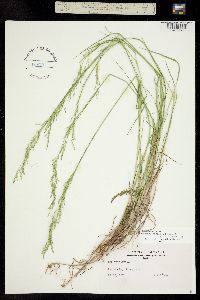 Image of Poa palustris