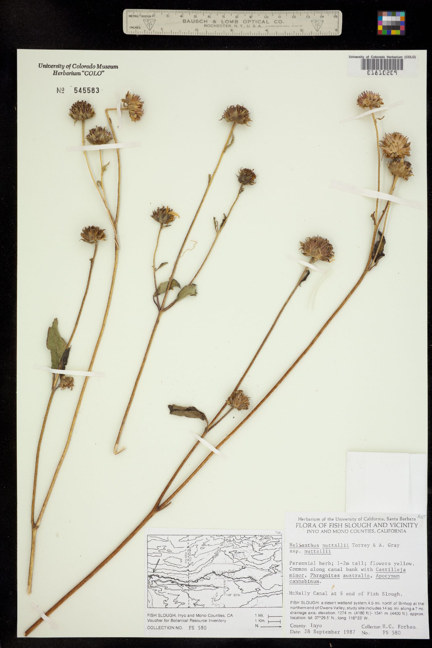 Helianthus nuttallii image