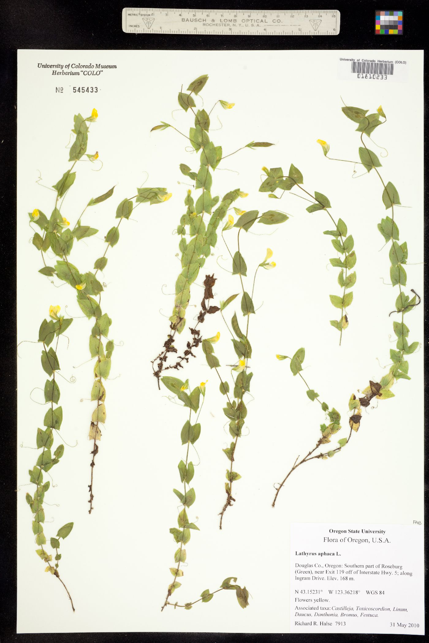 Lathyrus aphaca image