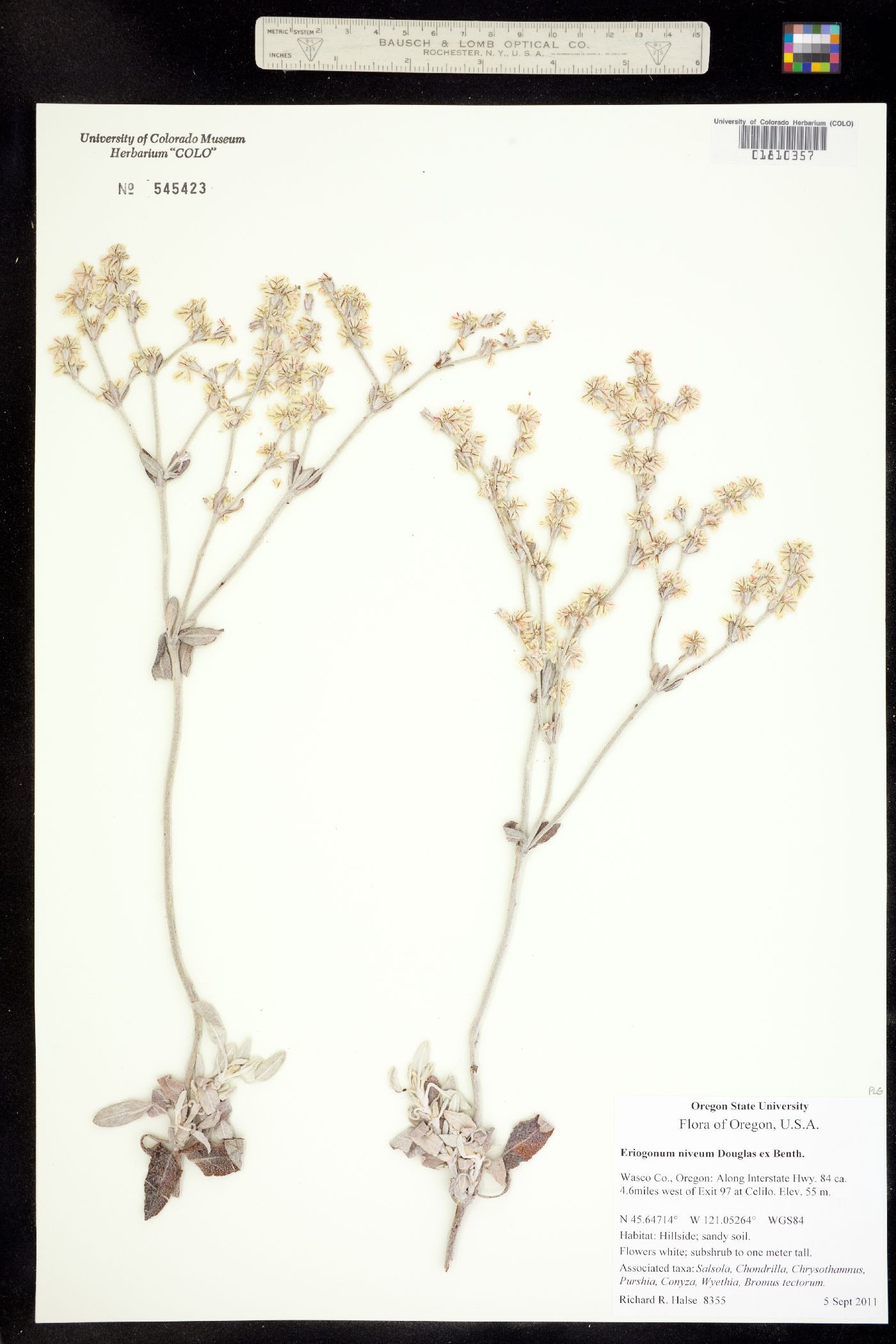 Eriogonum niveum image