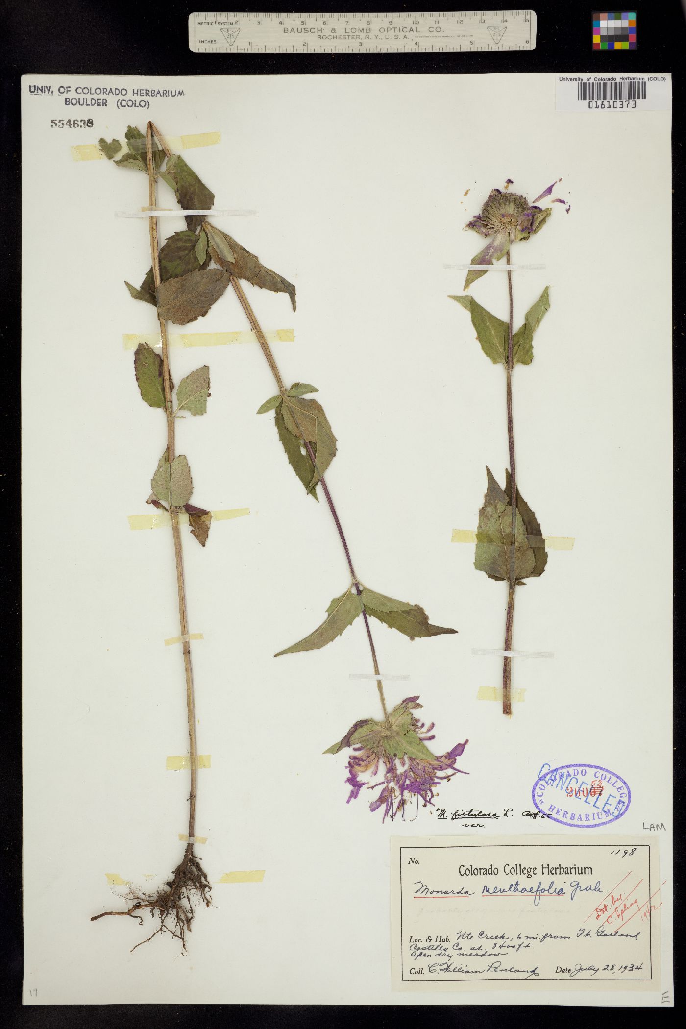 Monarda fistulosa var. menthifolia image
