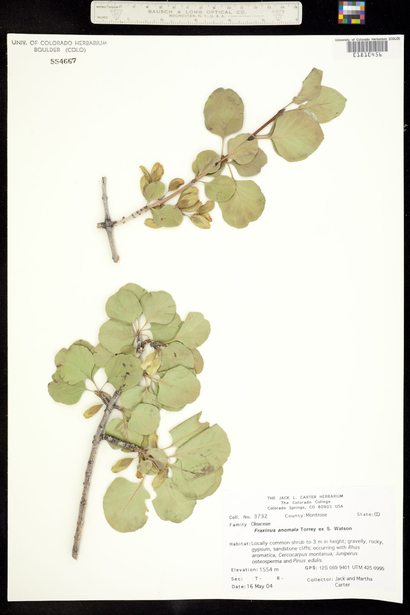Fraxinus anomala image