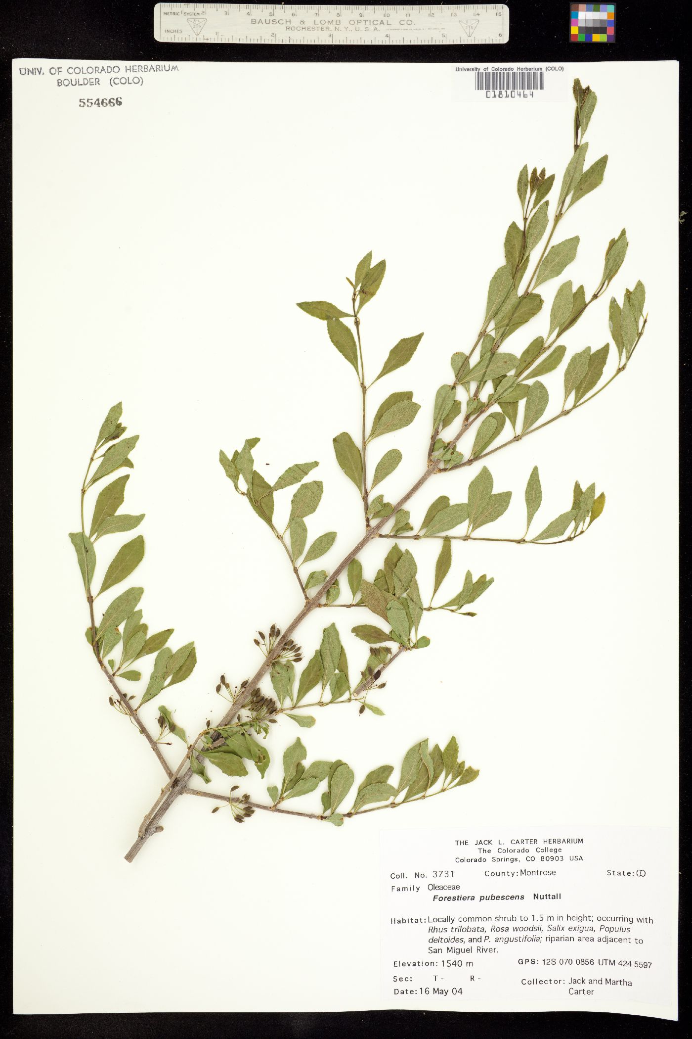 Forestiera pubescens image