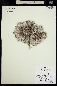Orophaca hyalina image