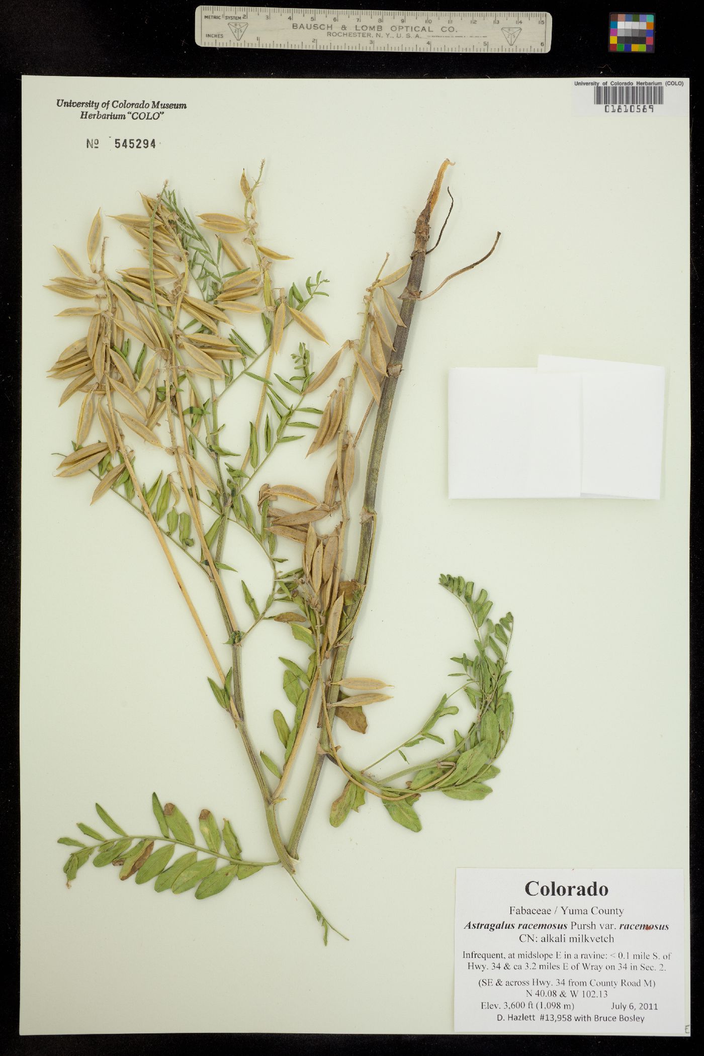 Astragalus racemosus var. racemosus image