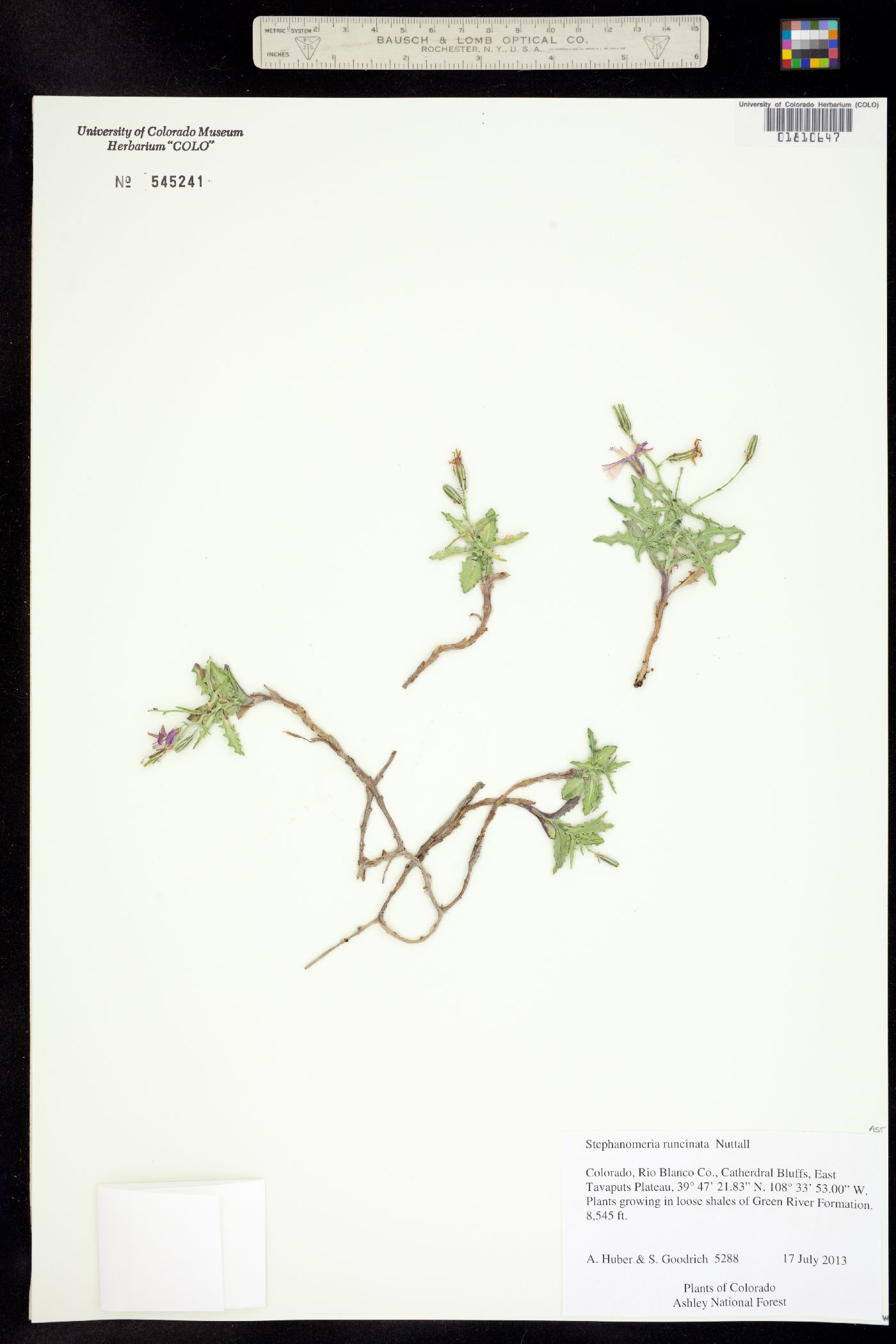 Stephanomeria runcinata image