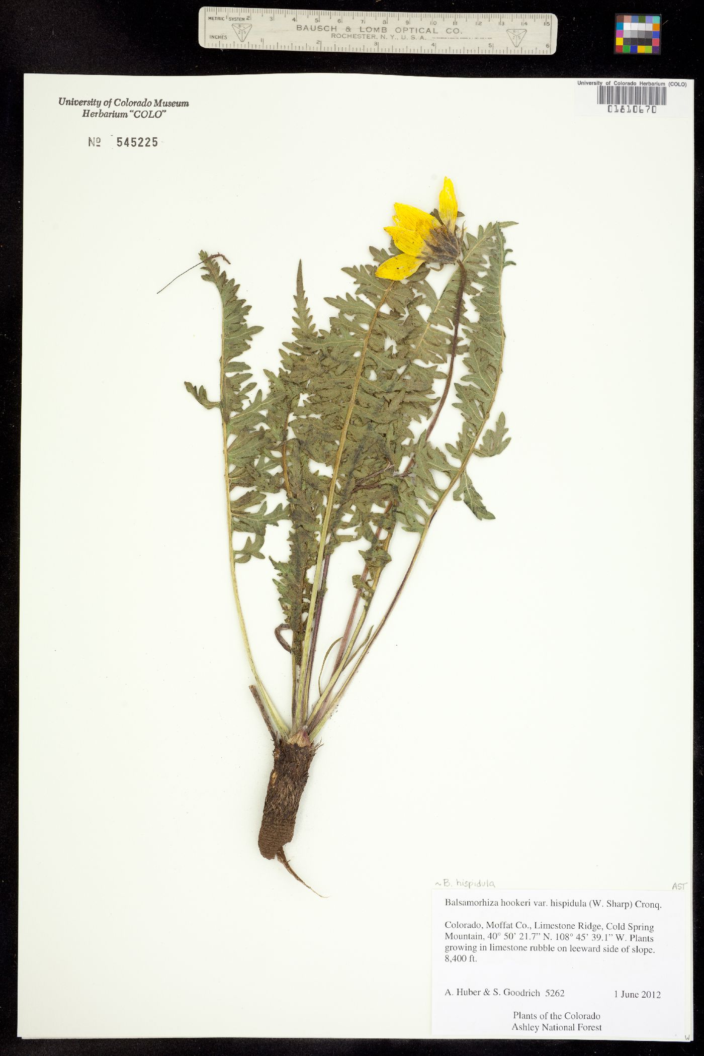 Balsamorhiza hispidula image