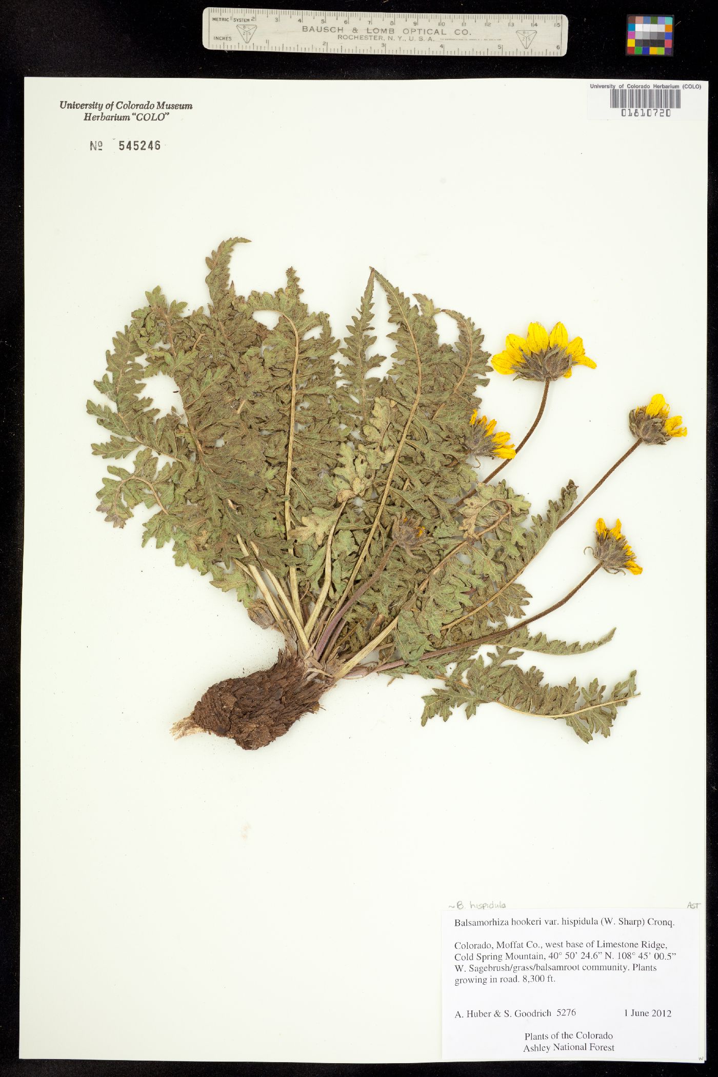 Balsamorhiza hispidula image