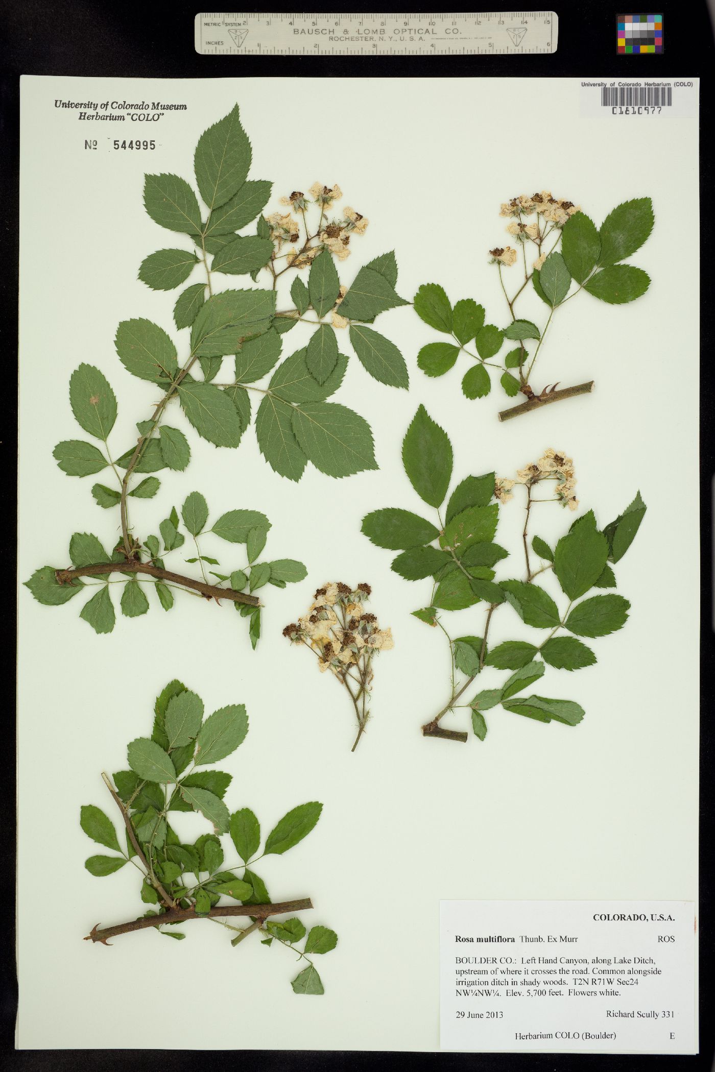 Rosa multiflora image