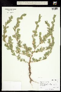 Polygonum erectum subsp. achoreum image