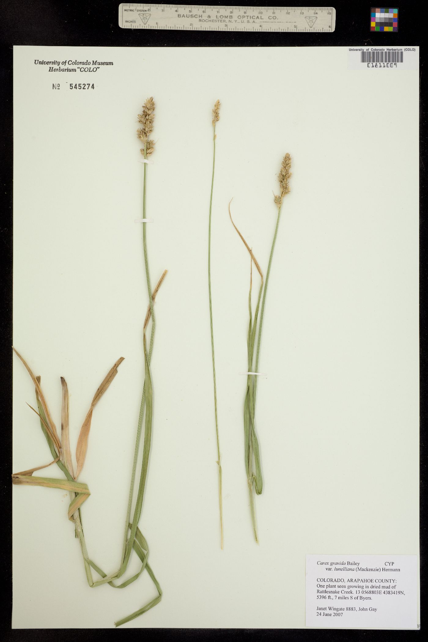 Carex gravida var. lunelliana image